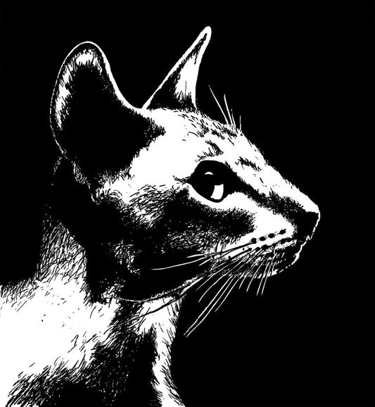 Cat noir