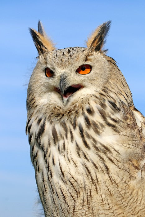 Birds