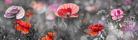 Spring poppy panoramic