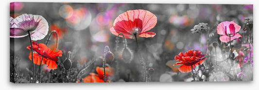 Spring poppy panoramic