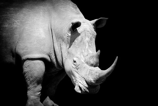 Rhino approaching