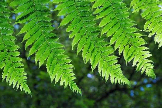 Leaves