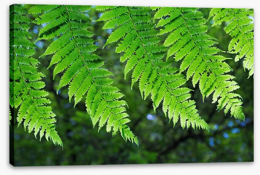Leaves