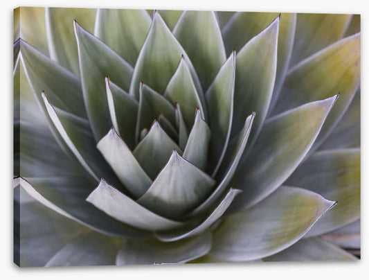 All aloe