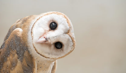 I'll be watching you