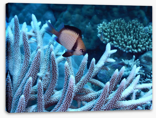 Fish / Aquatic