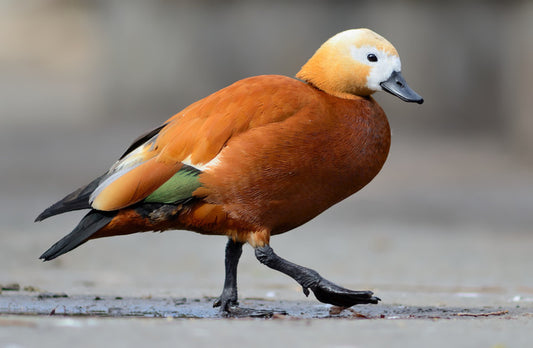 Birds