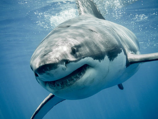 Great white smile