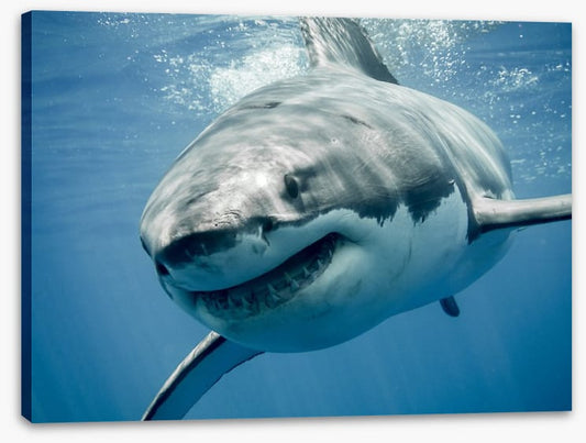 Great white smile