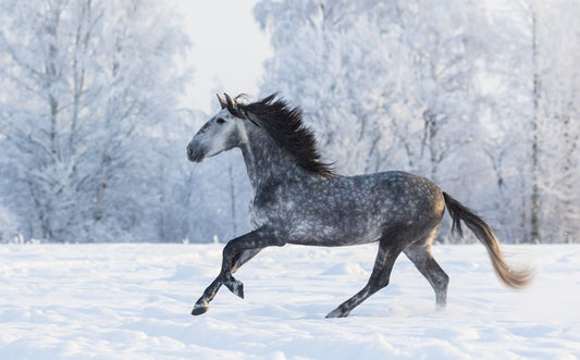 Galloping through the snow