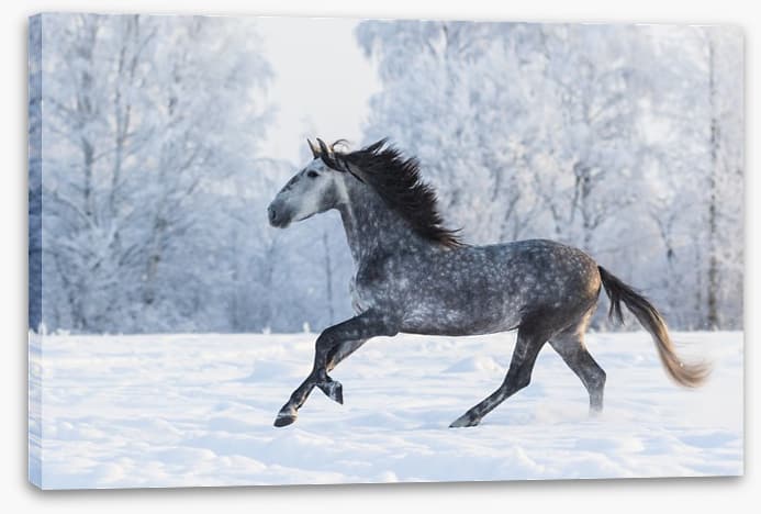 Galloping through the snow