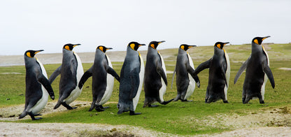 Eight kings