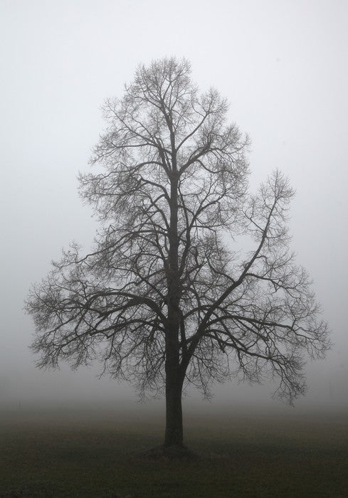 Trees