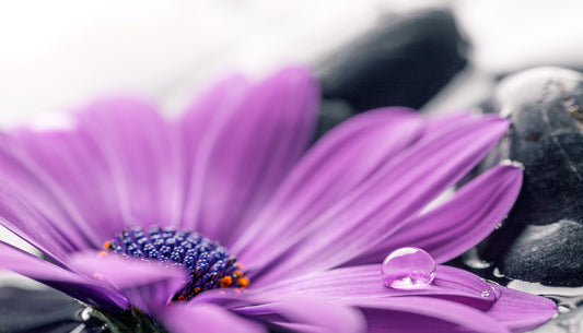 Cassis cleanse