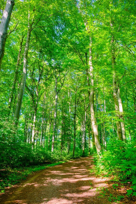Forests