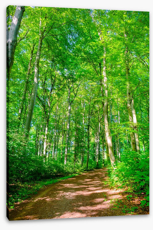 Forests