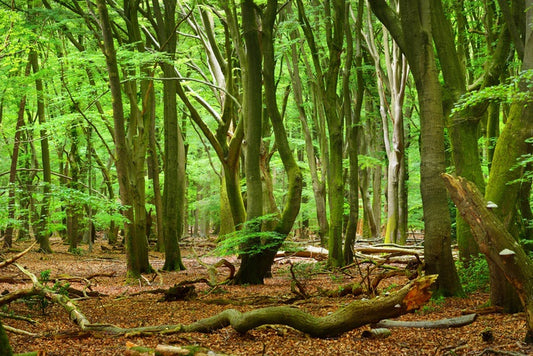 Forests