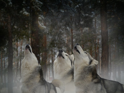 Howling at the moon