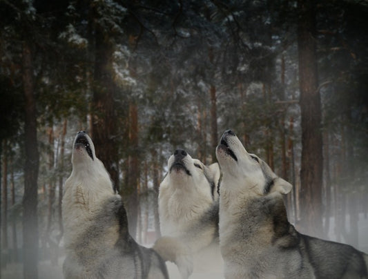 Howling at the moon
