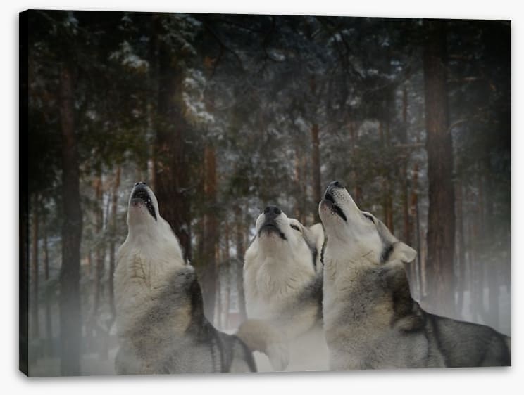 Howling at the moon