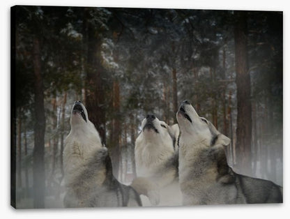 Howling at the moon