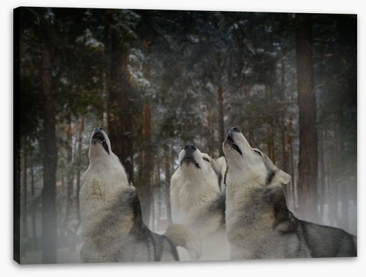 Howling at the moon