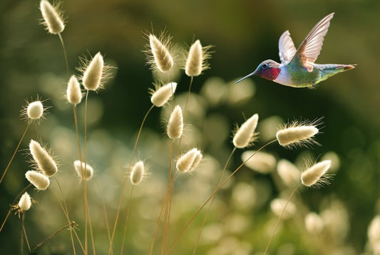 Midsummer flight
