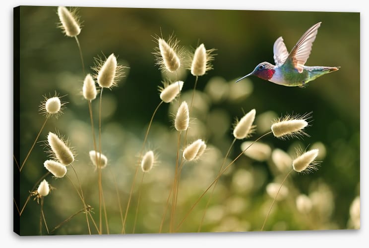 Midsummer flight