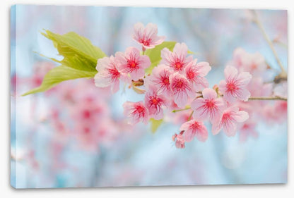 Cherry blossoming