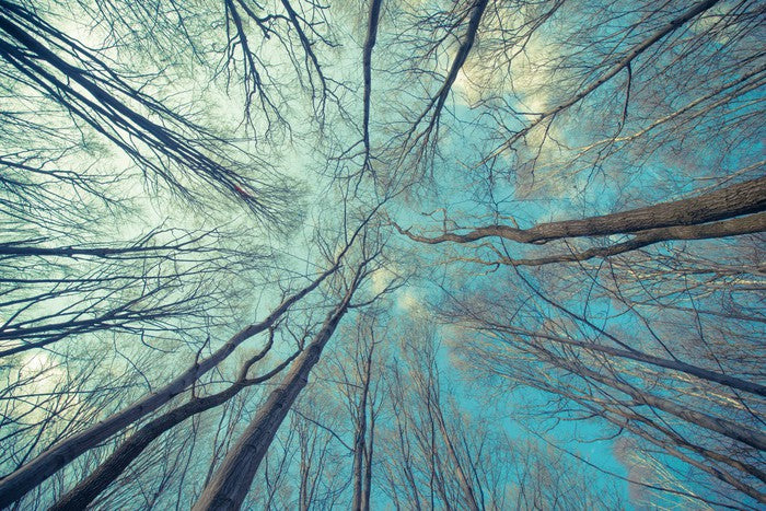 Skeleton forest