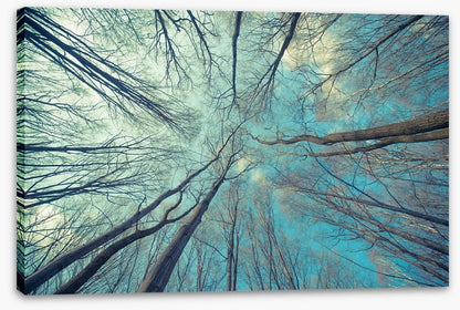 Skeleton forest