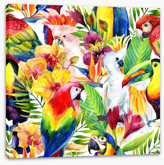 Colourful parrots