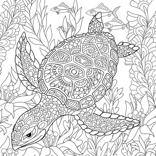 Colour me turtle