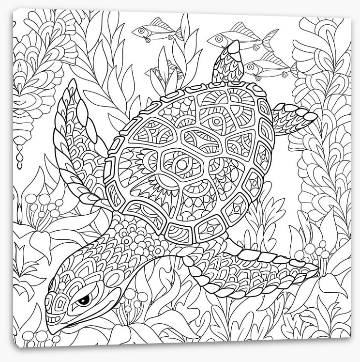 Colour me turtle