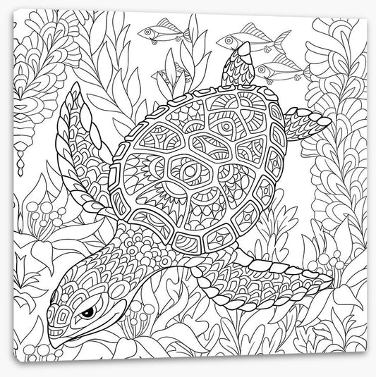 Colour me turtle