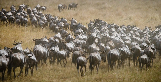 Africa