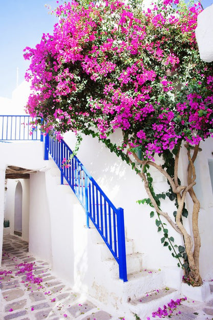 Petals on Paros Island