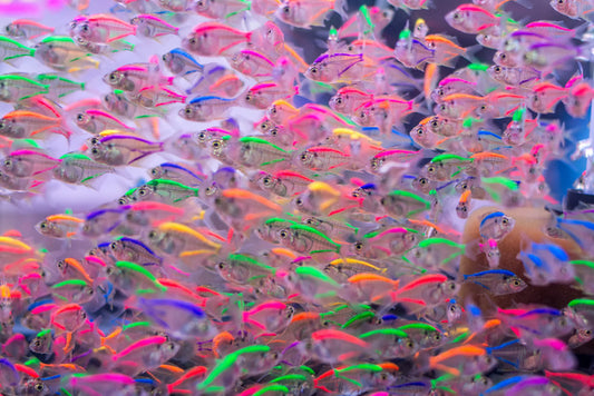 Neon fins