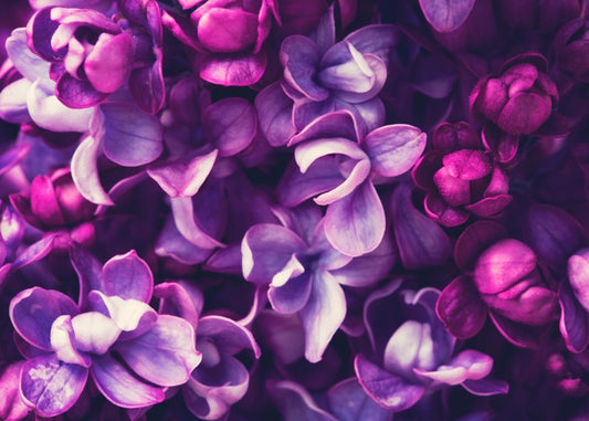 For the love of Lilac