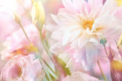 Peony perfection