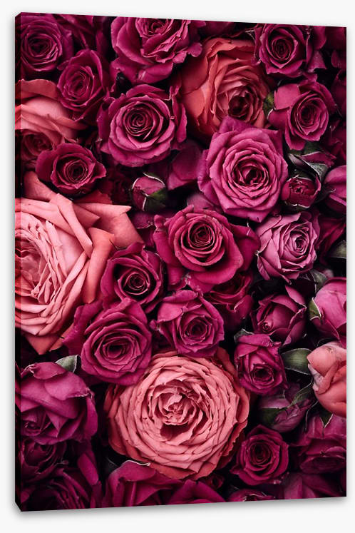 Bed of roses