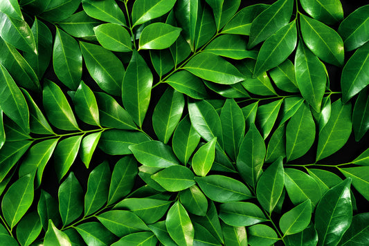 Leaves