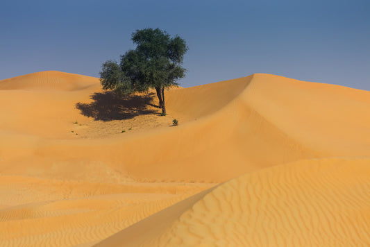 Desert