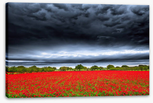 Storm over the poppies