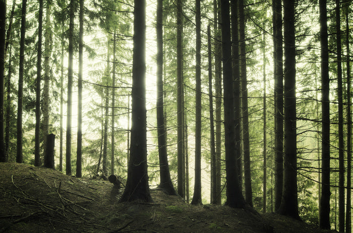 Forests