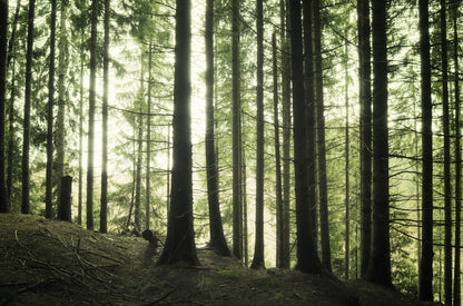 Forests