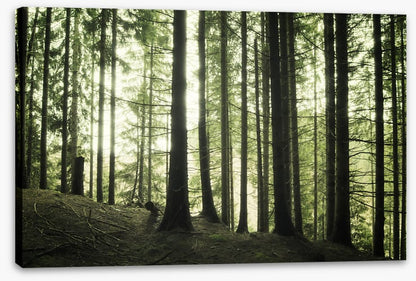 Forests