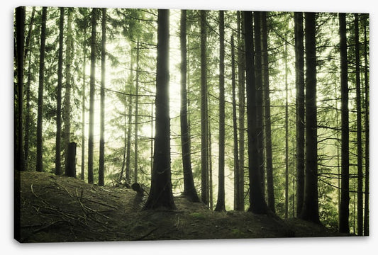 Forests