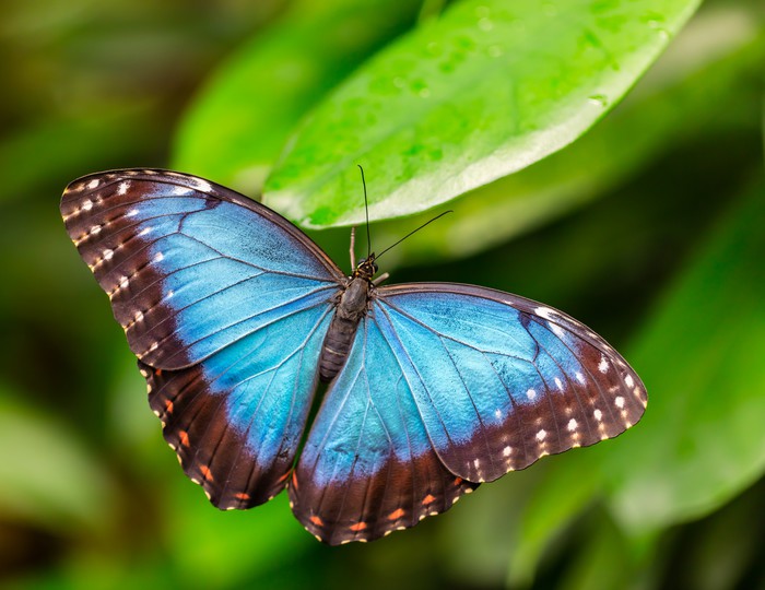 Butterflies