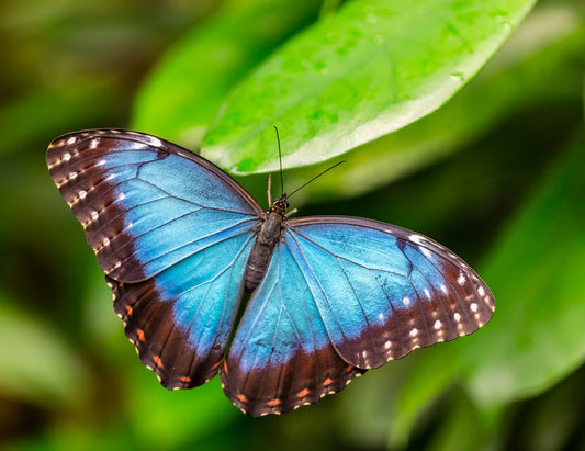 Butterflies